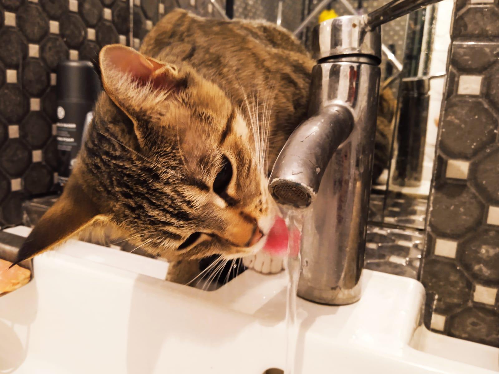 Фото В снегу и за рулем: в Новосибирске опубликовано свыше 50 фото милых питомцев к Дню кошек 31 - Сиб.ФМ Фото В снегу и за рулем: в Новосибирске опубликовано свыше 50 фото милых питомцев к Дню кошек 31